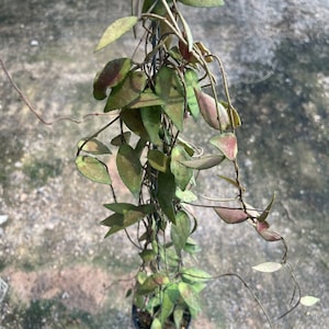 Hoya Flagallata  Small leaves// Free ##phyto cer  ///