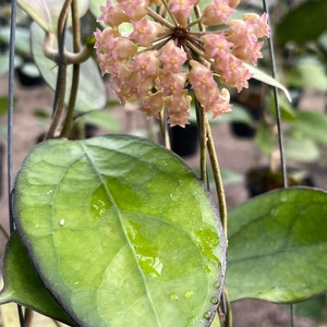 Hoya Luckii new hybrid (((( Hoya - very fragrant)))) phyto -Cer////