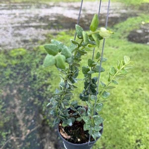 Hoya chinghungensis - Etsy 日本