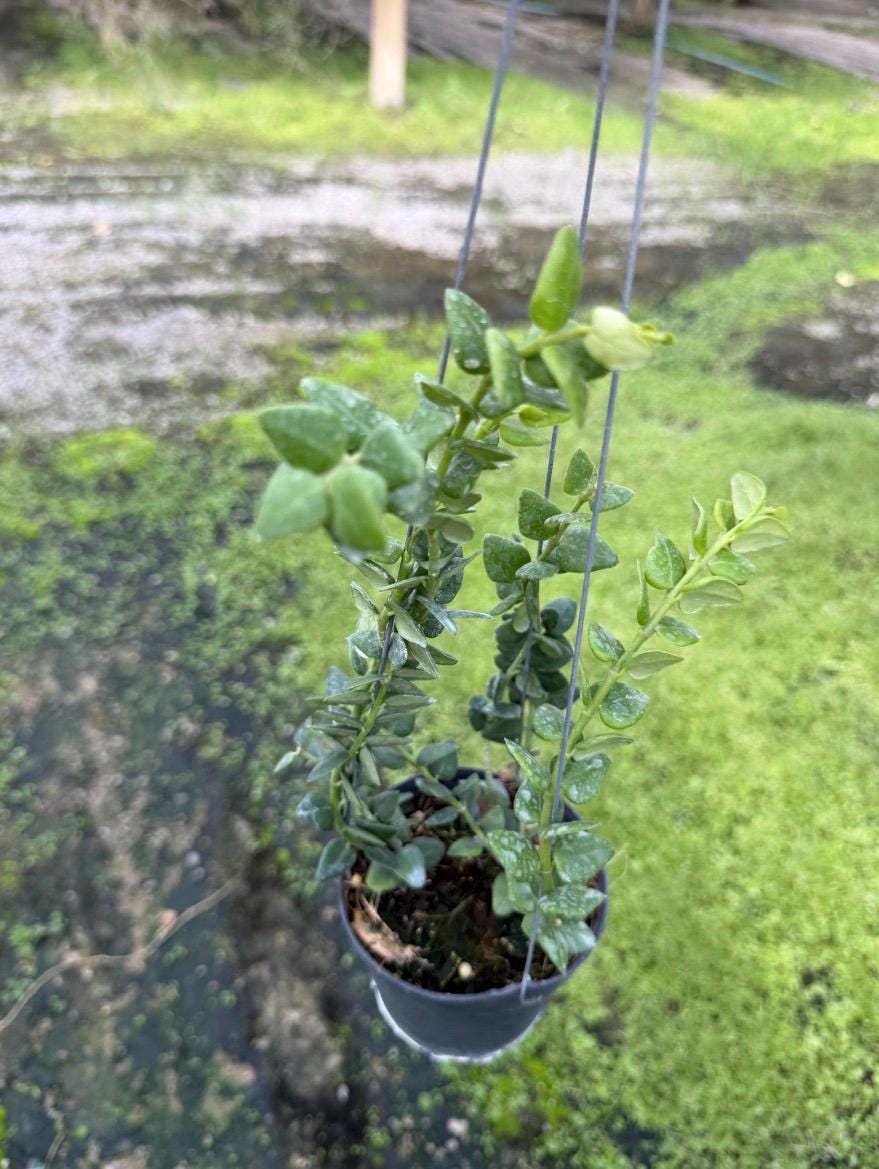 Hoya chinghungensis - Etsy 日本