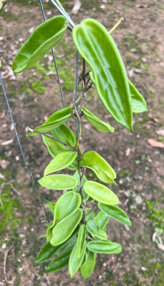 Hoya Vangviengensis (((hoya)))) Phyto-cer// - Etsy
