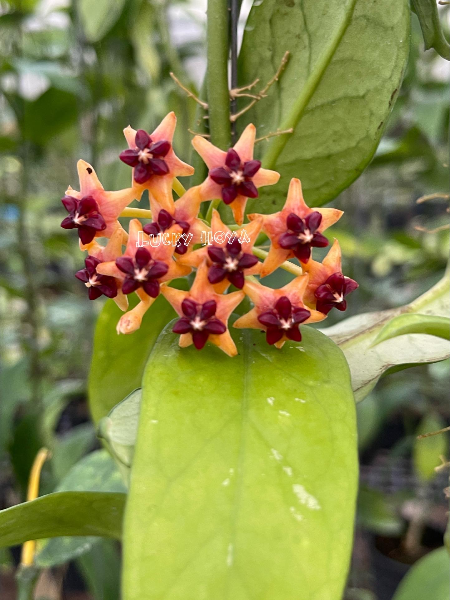 Hoya Lobbii Orange //// Free- Phyto -cer//// - Etsy Australia