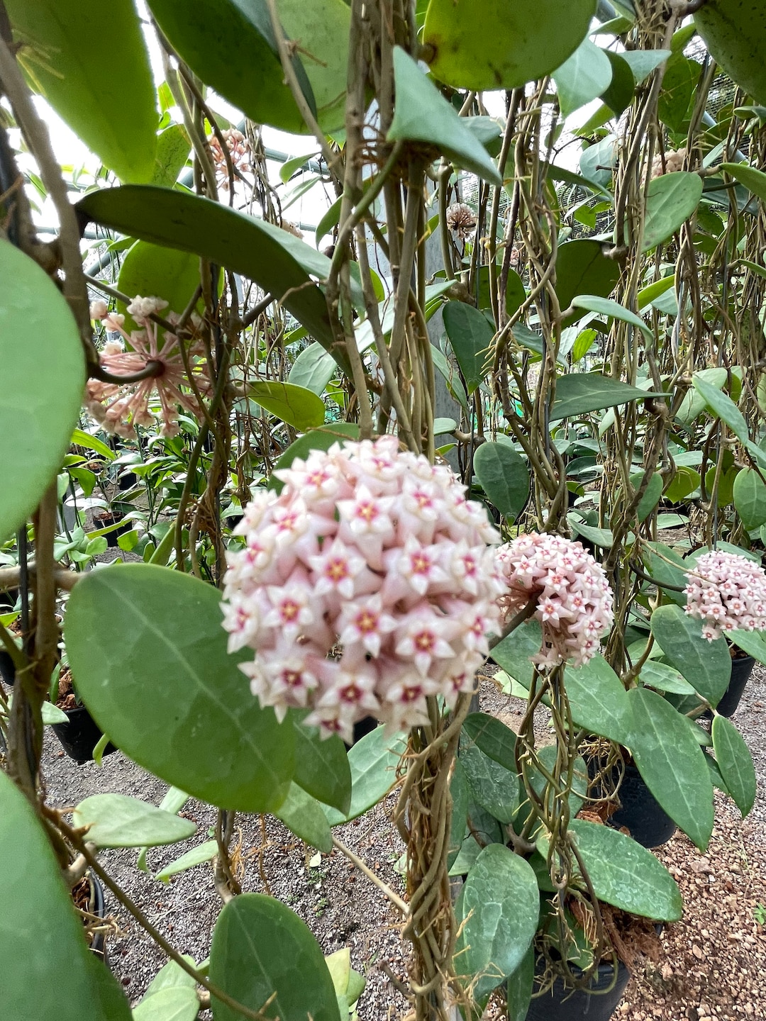Hoya patera pink②花座付き。 Hoya_carnosa_pink_chart_flower