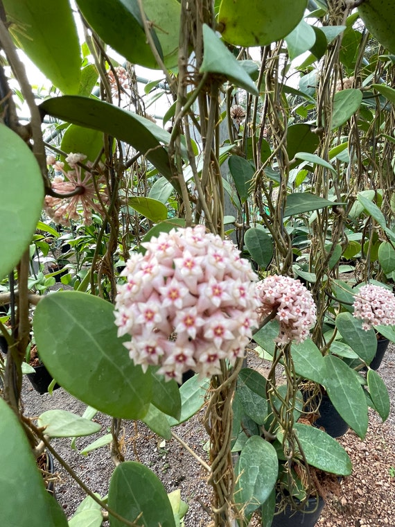 Hoya Parasitica Pink (((hoya))) Phyto-cer//// - Etsy