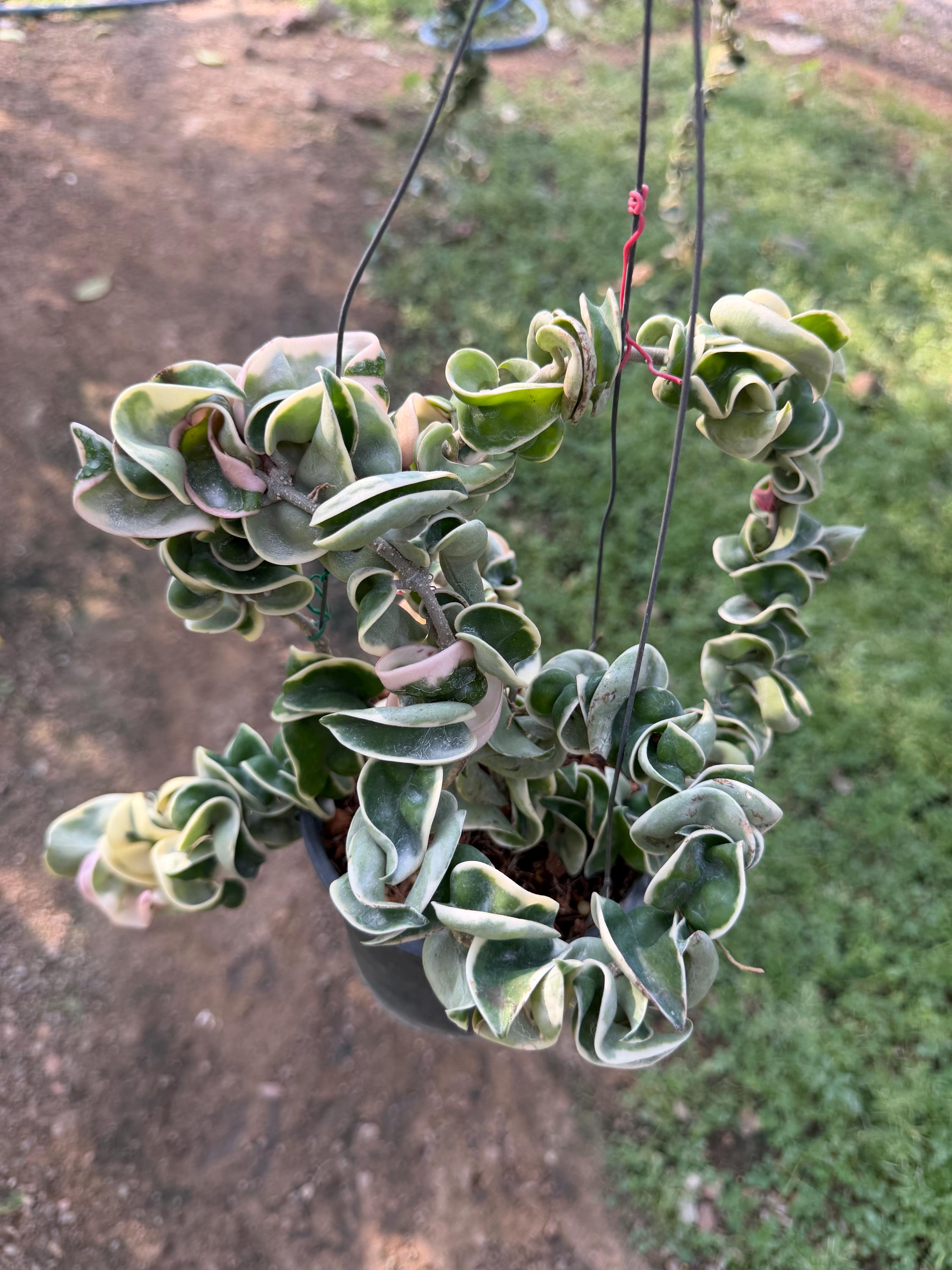 Hoya cinnamomifolia - Etsy 日本