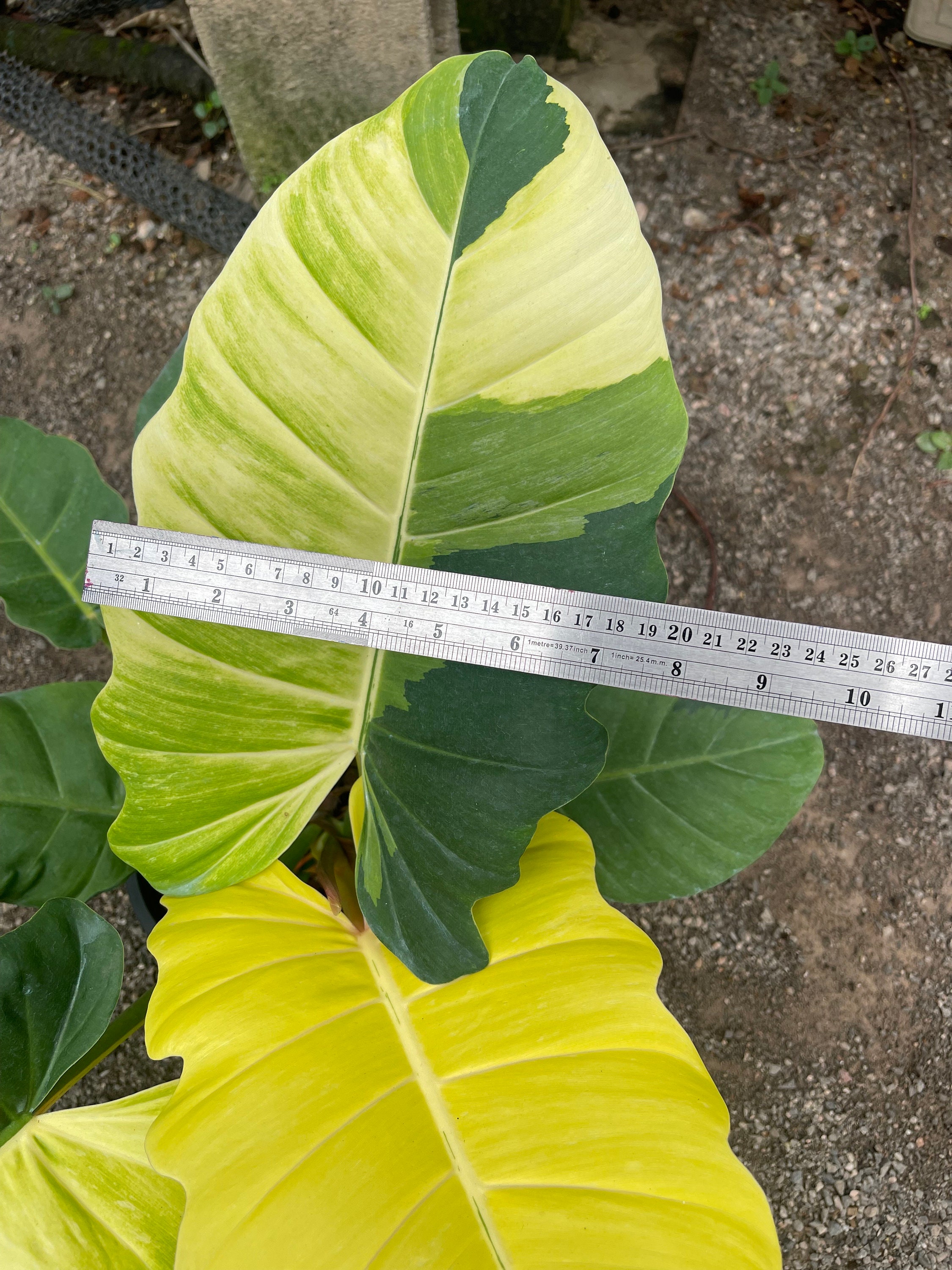 Variegated Philodendron Jungle Fever: Rare Tropical Plant (17 Inch) - Etsy