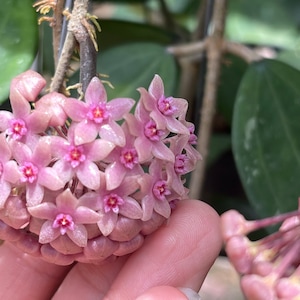 Hoya Hanhaie purple ((((((Hoya))))Phyto_Cer.////