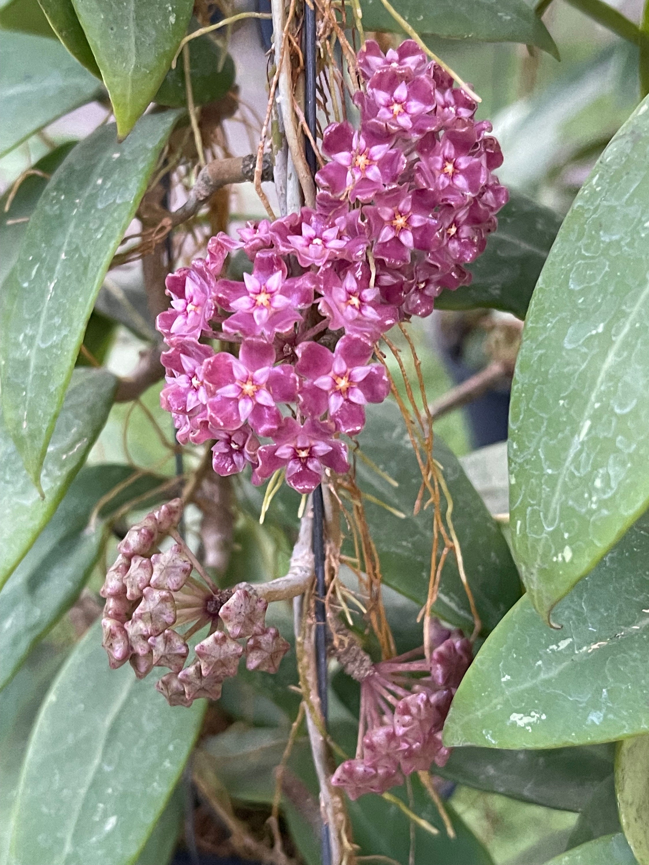 Hoya Paracitica NR01 ((((HOYA)) ##phyto Cer /// - Etsy