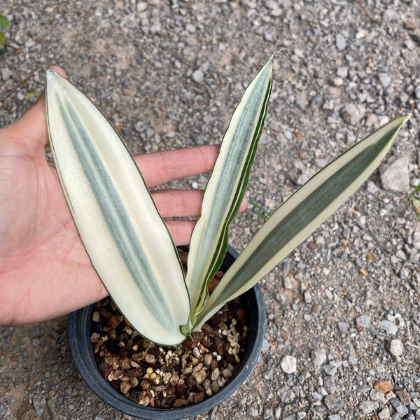 Sansevieria Beauty Queen - Etsy Australia