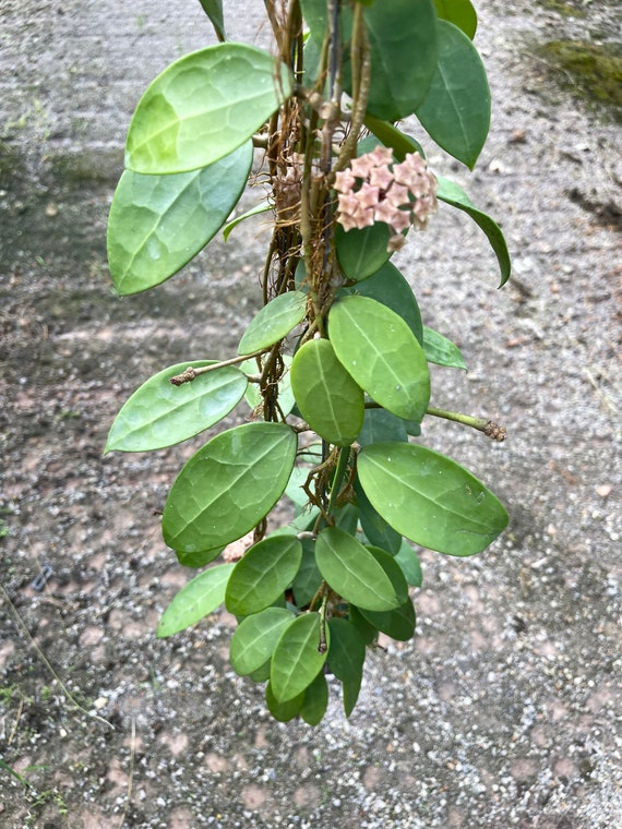 Hoya Parasitica Pink (((hoya))) Phyto-cer//// - Etsy