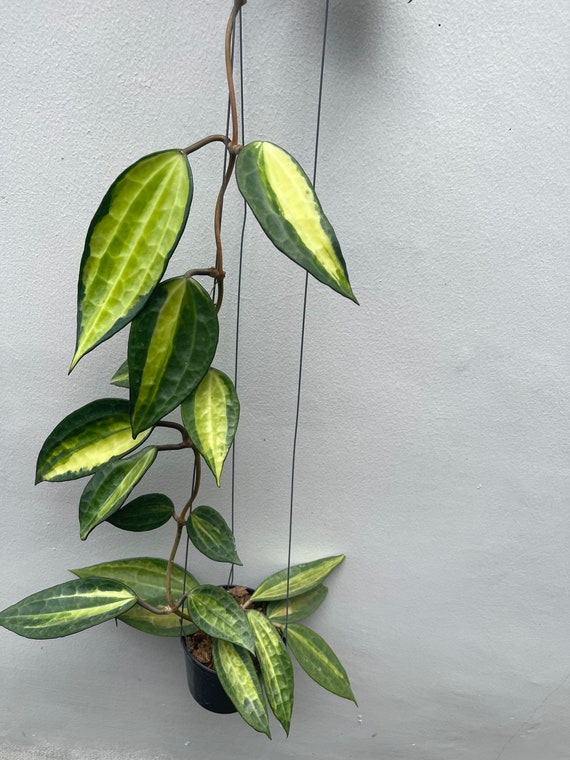 Hoya Marcophylla Pot of Gold (((hoya)))) Phyto-cer//// - Etsy