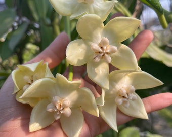 花座付き4寸HOYAインペリアリス　パワラン ホヤ インペリアリス ホワイト (((((Hoya))))Phyto_Cer.//// - Etsy 日本