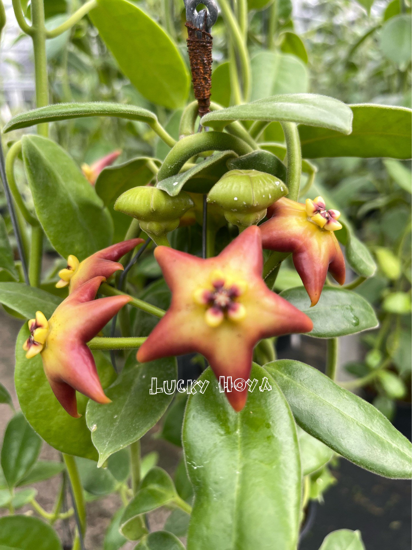 Hoya Optimistic ((()hoya))) Phyto_cer///// - Etsy