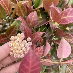 Hoya Sunrise (((Hoya)))) phyto-Cer////