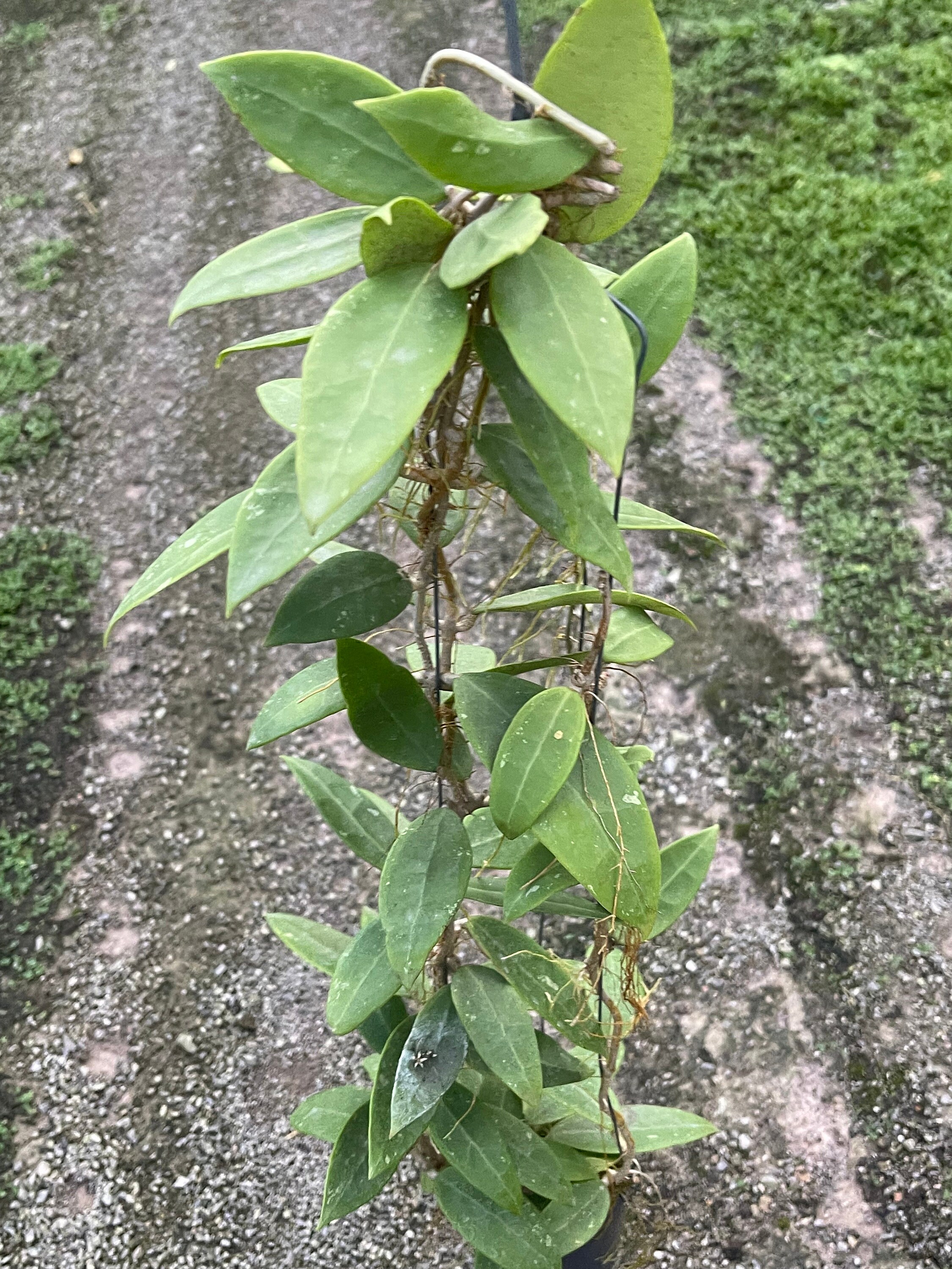 Hoya Paracitica NR01 ((((HOYA)) ##phyto Cer /// - Etsy