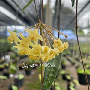 Hoya Hypolasia sweet flowers///phyto -Cer.///