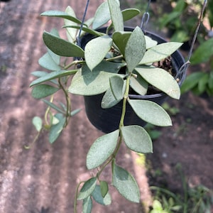 Hoya nummularioides - Etsy 日本