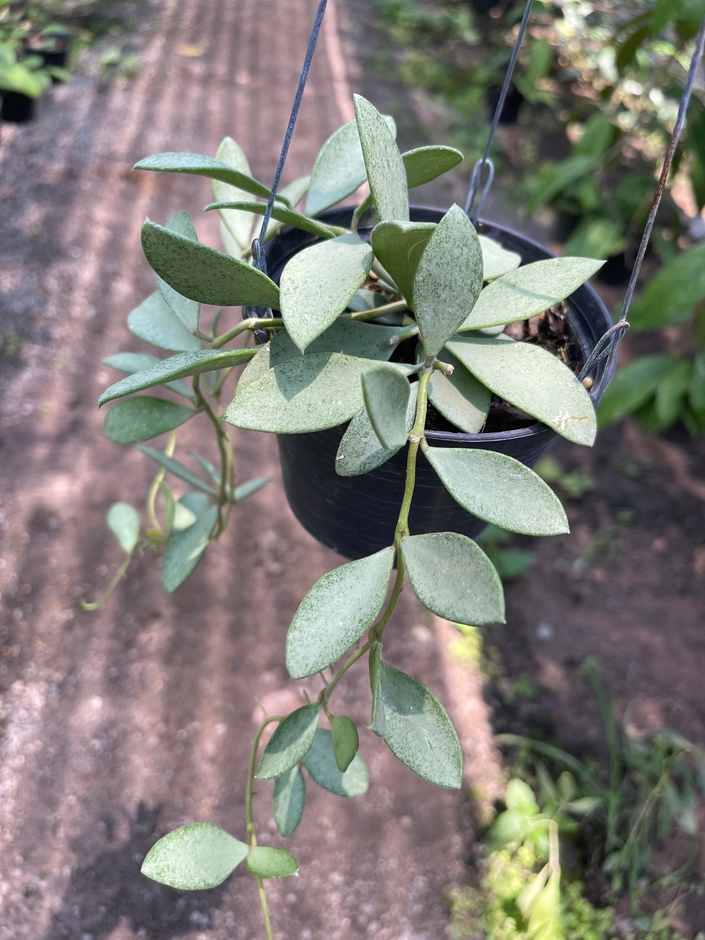 HOYA ヌンムラリオイデス 250808 17 HOYA ヌンムラリオイデス 250808 17 Hoya nummularioides - Etsy 日本