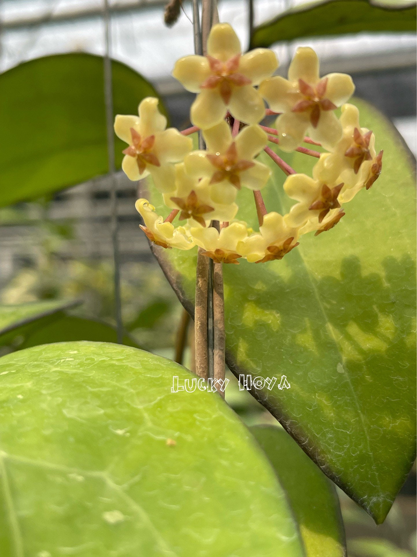 Hoya Fusco Marginata (((((hoya))))) Phyto-cer//// - Etsy
