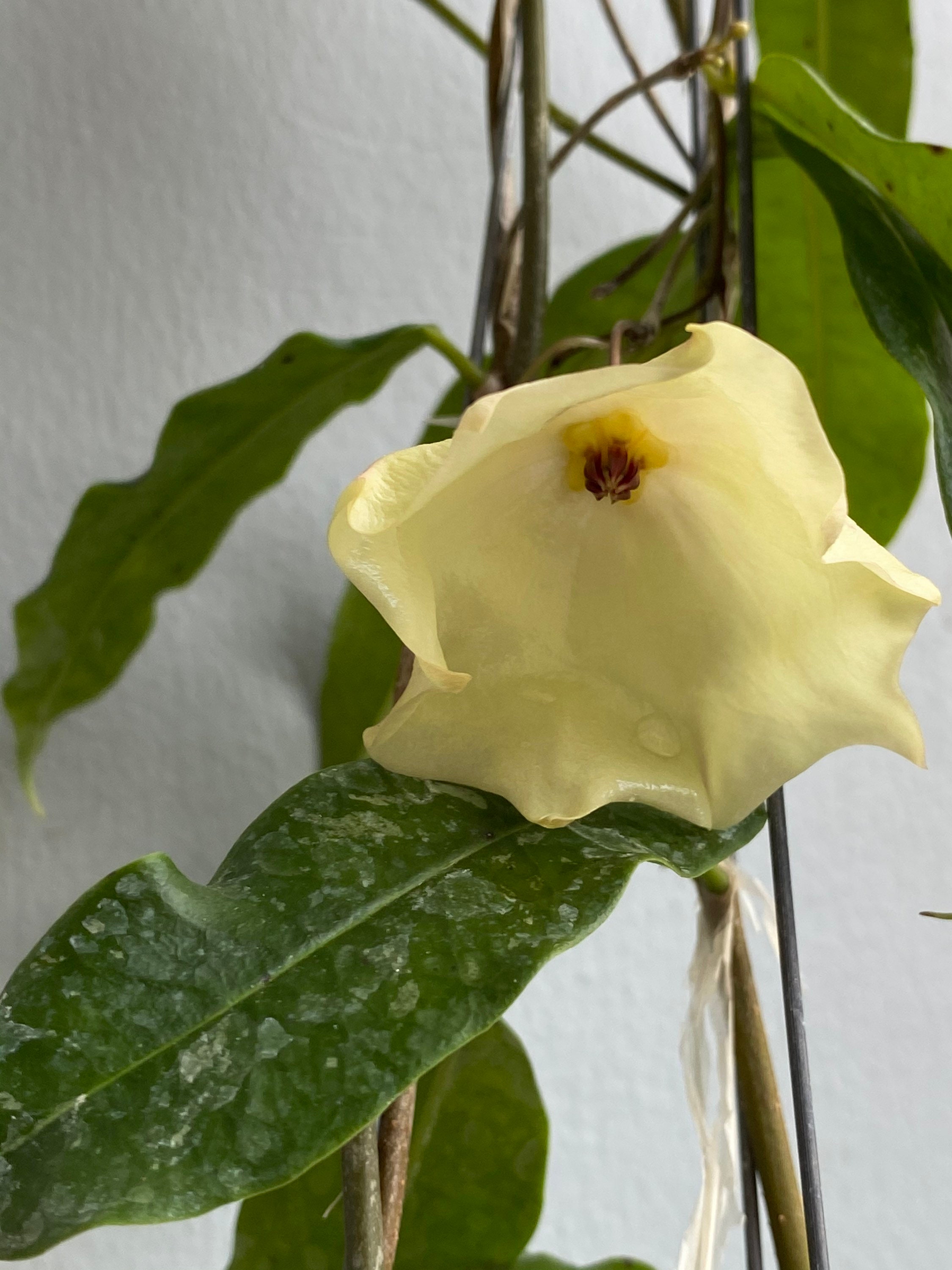 Hoya Mapigera Yellow ((((HOYA)) ##phyto Cer /// - Etsy