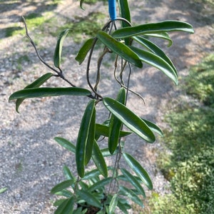 Könnte beinhalten: Eine grüne Hoya-Pflanze mit langen, dünnen Blättern, die an einer blauen Schnur hängen. Die Pflanze ist in einem schwarzen Topf eingetopft und wächst in einem kieselartigen Boden.
