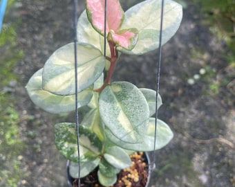 Hoya Argentea Princess//// Free- Phyto -cer//// - Etsy