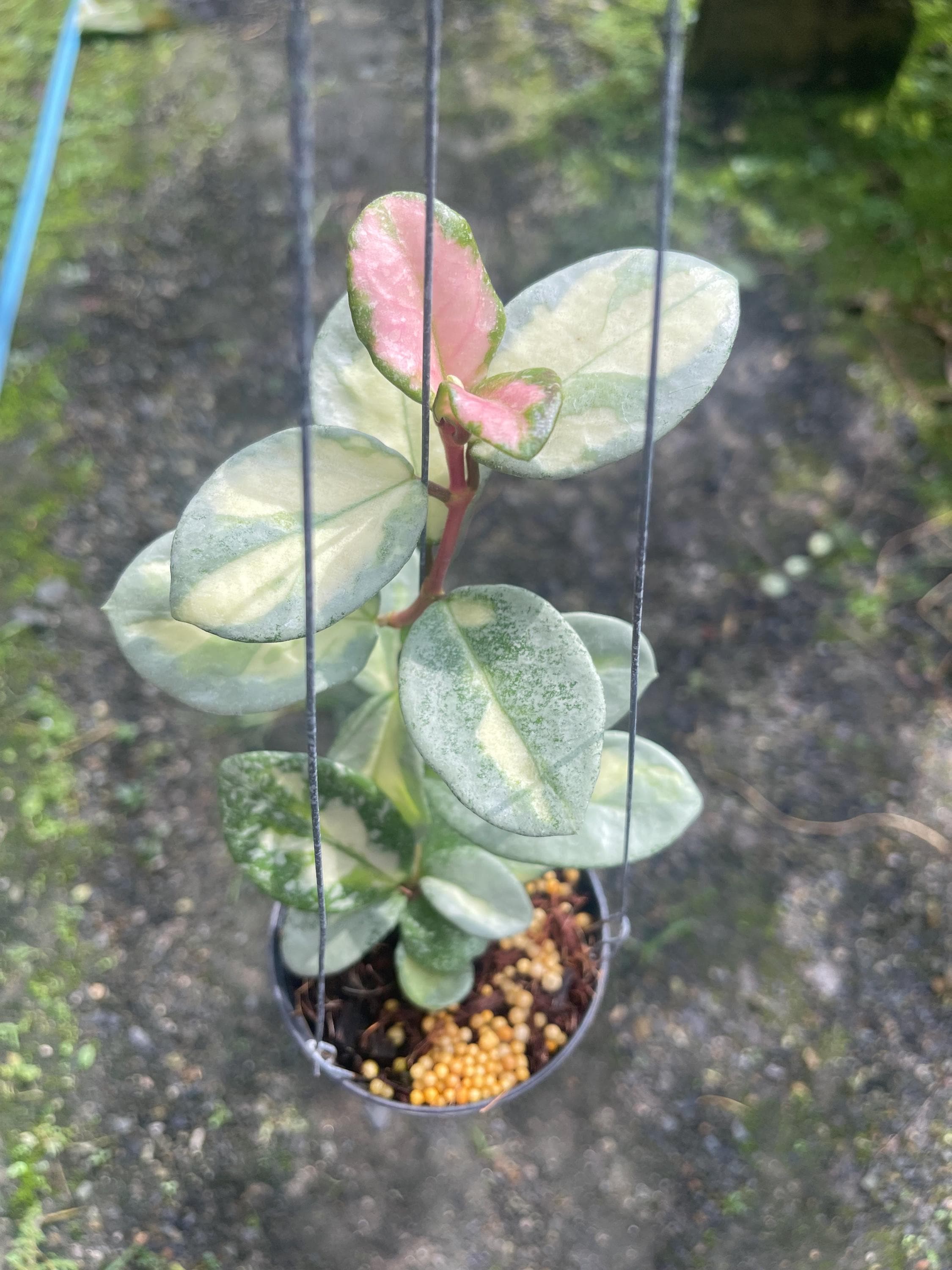 Hoya Argentea Princess//// Free- Phyto -cer//// - Etsy Hoya Argentea Princess//// Free- Phyto -cer//// - Etsy