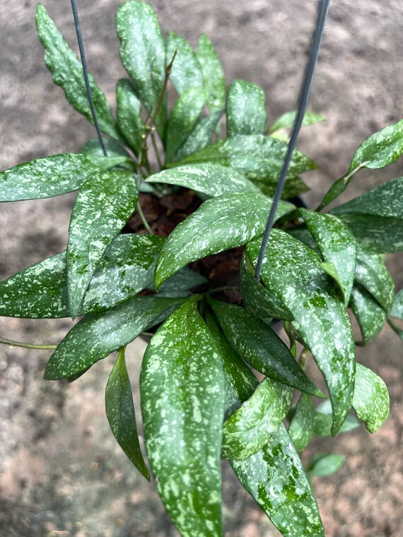 Hoya Parviflora Splash in Pot 4 Inches Free Phytosanitary Etsy