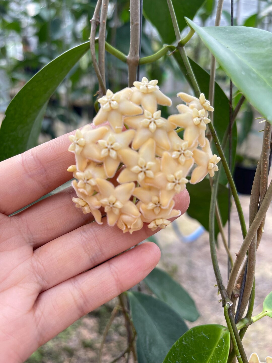 HOYA ロヘリ 250808 21 Hoya Loheri UNROOTED Cutting Rare Hoya - Etsy