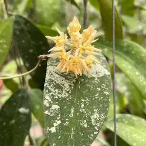 Hoya Ruthiae UT- 168 (((Hoya)))phyto-cer////