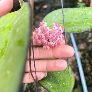 Hoya AF02 (((Hoya))) phyto -Cer.///