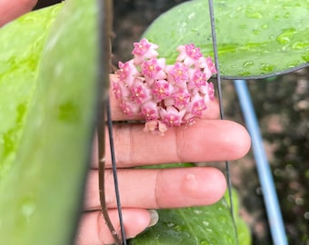 Hoya AF02 (((Hoya))) phyto -Cer.///