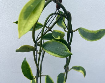 Hoya Diversifolia Maharani - Etsy