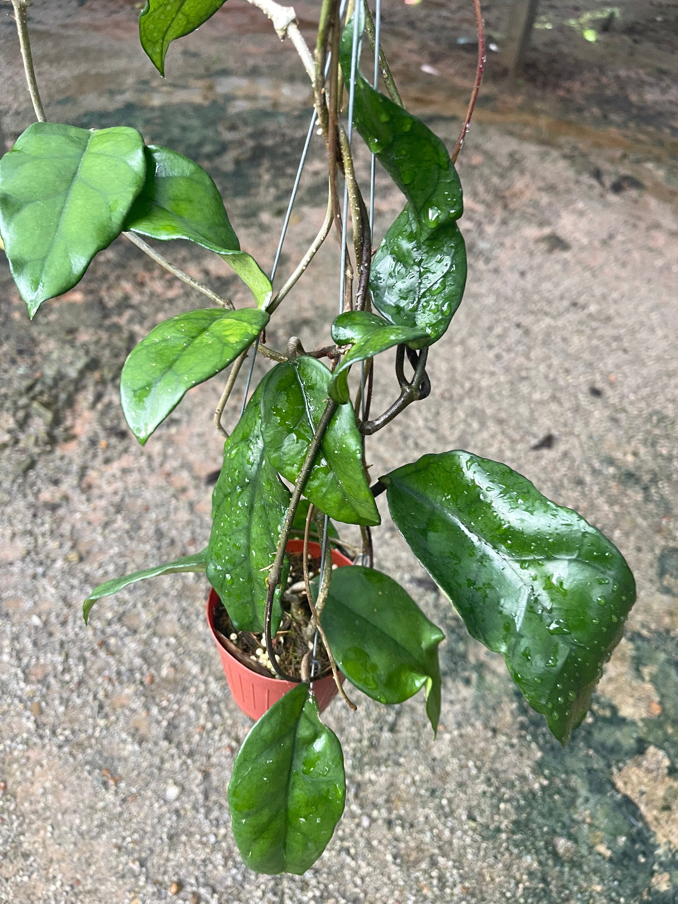 その他観葉植物 HOYA griffitchii Unique Hoya Griffithii | 4