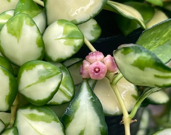 Hoya Heuschkeliana variegata (((Hoya))))phyto-cer////