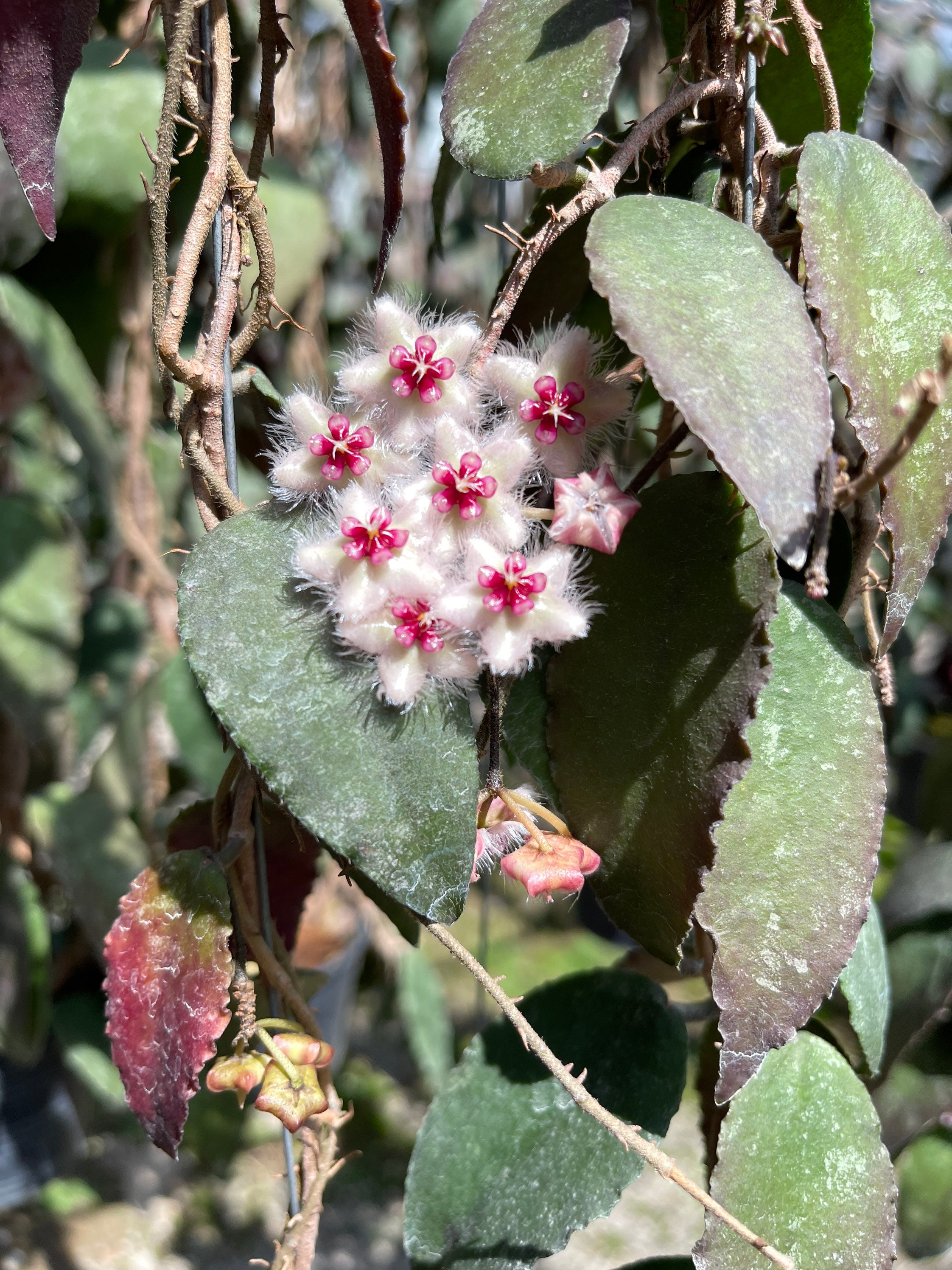 Hoya caudata gold - Etsy 日本