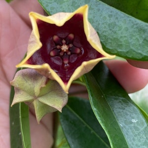 Hoya Kalimantan slm 02 (((Hoya-Borneo-red)))phyto cer