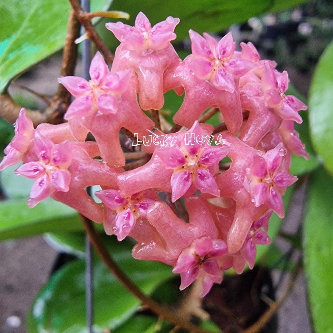 Hoya patella - Etsy 日本