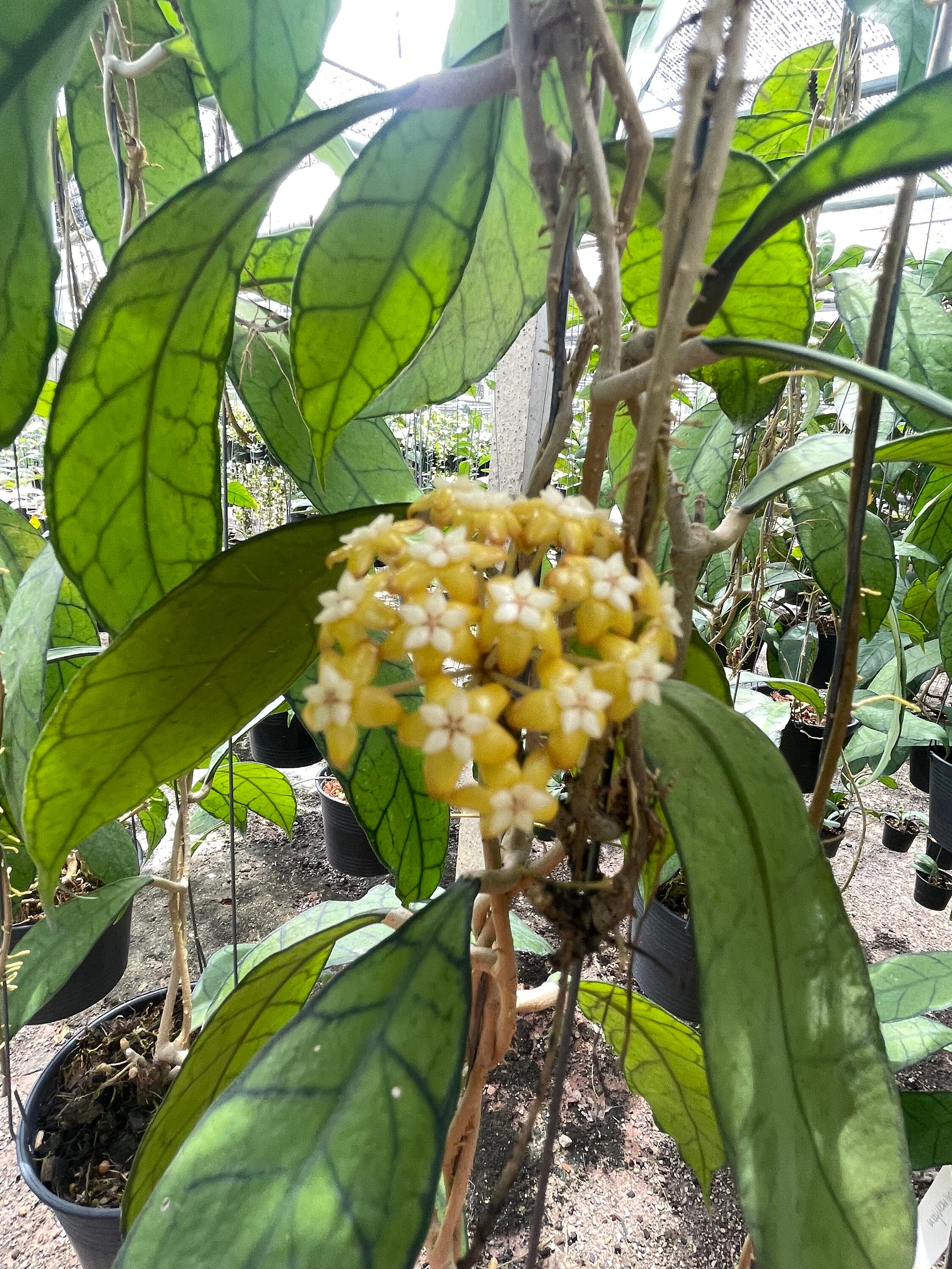 Hoya Kalimantan UT-158 ((((((hoya))))- Phyto-cer//////// - Etsy