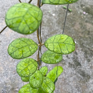 Hoya Finlaysonii round leaves ((((HOYA)) ##phyto cer  ///