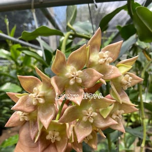 Hoya Imperialis Palawan  (((((Hoya))))Phyto_Cer.////