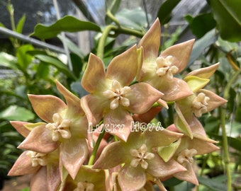 花座付き4寸HOYAインペリアリス　パワラン ホヤ インペリアリス パラワン (((((ホヤ))))Phyto_Cer.//// - Etsy 日本