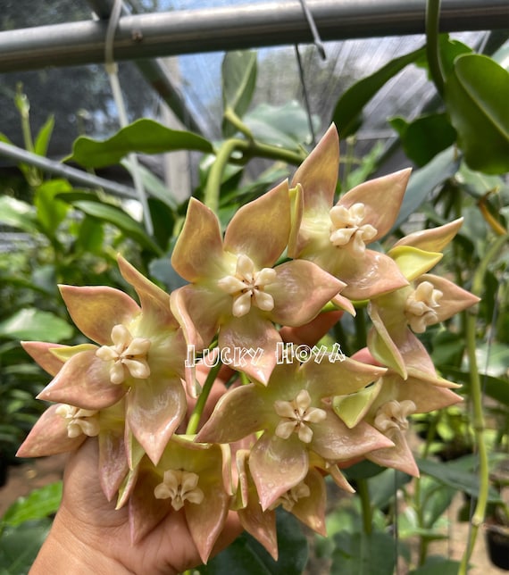花座付き4寸HOYAインペリアリス　パワラン ホヤ インペリアリス パラワン (((((ホヤ))))Phyto_Cer.//// - Etsy 日本