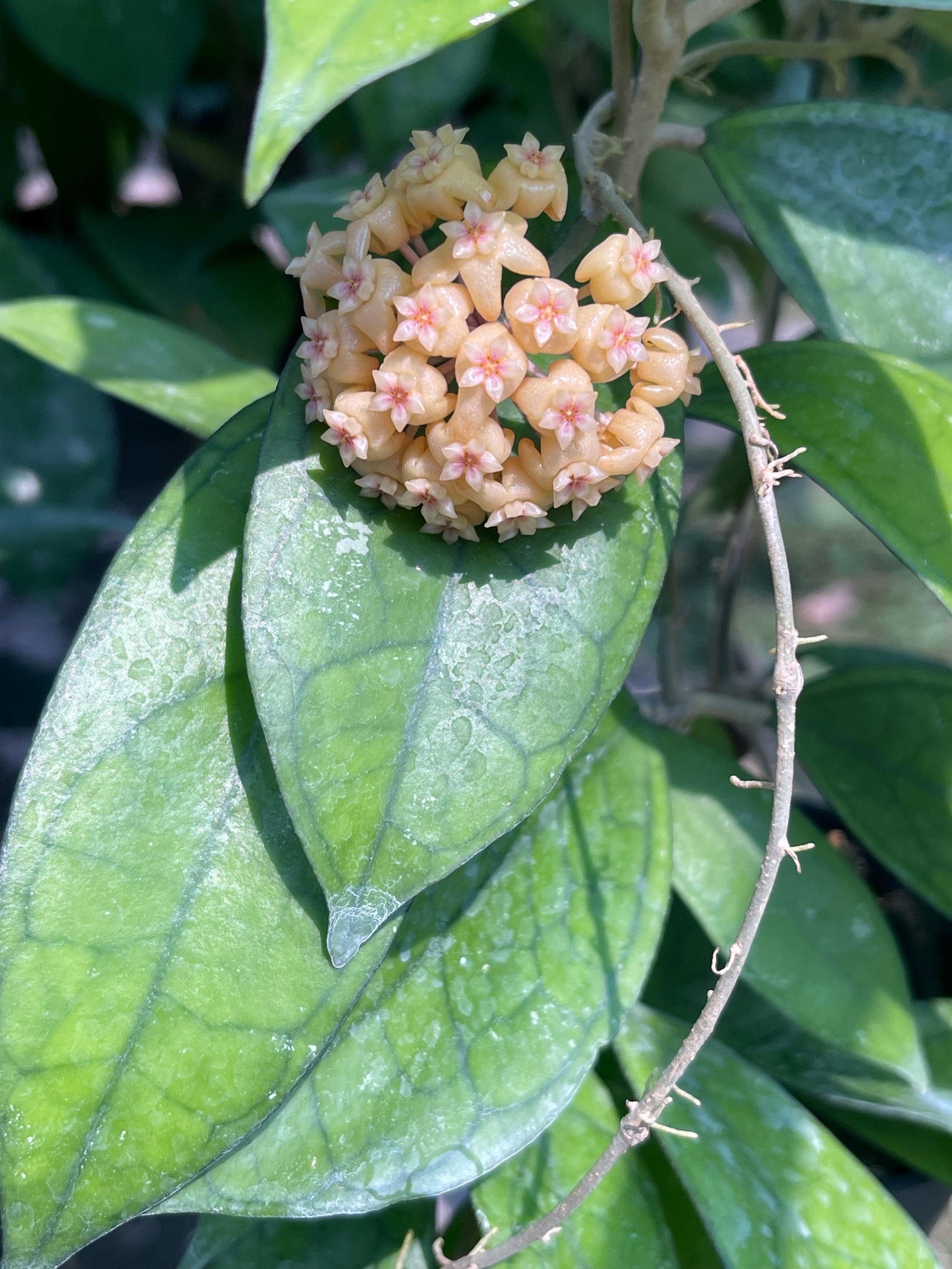 Hoya finlaysonii plant - Etsy 日本