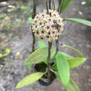 Hoya Bulusan (((HOYA)) ##phyto cer  ///