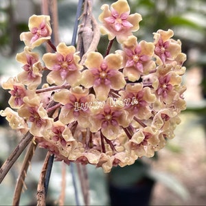 Hoya glabra - Etsy 日本