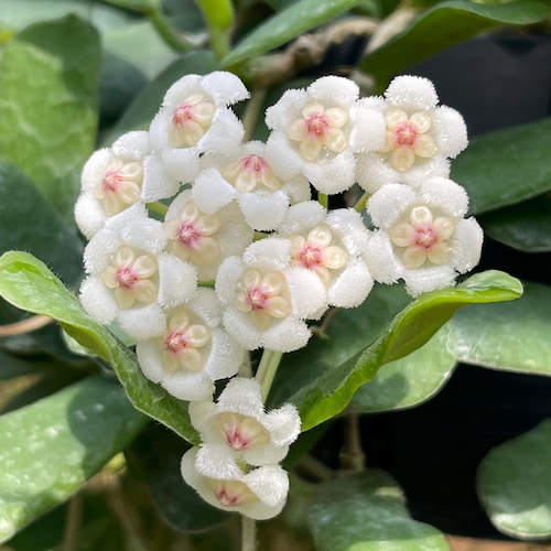 Hoya Rotundiflora (((Hoya))) fito-cer ///
