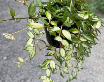 その他観葉植物 lacunosa minara &kentiana 'Lori rinn' Hoya Lacunosa Queen Midori. - Etsy Canada