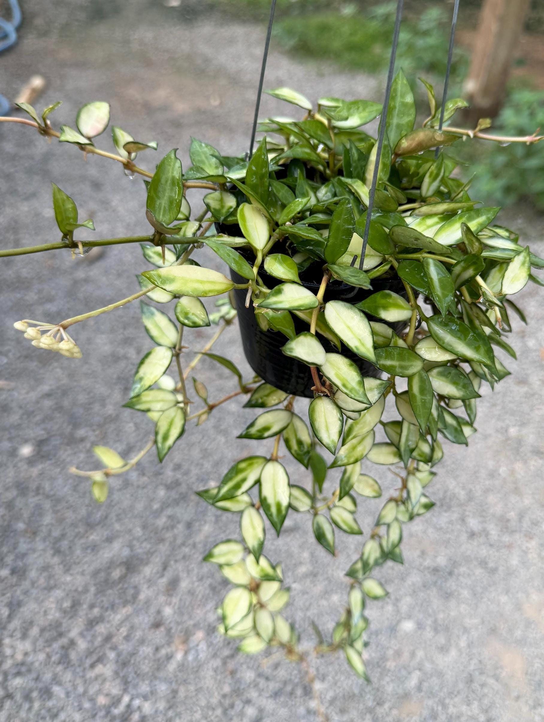 Hoya Lacunosa Variegated ((((hoya)))) Phyto-cer//// - Etsy