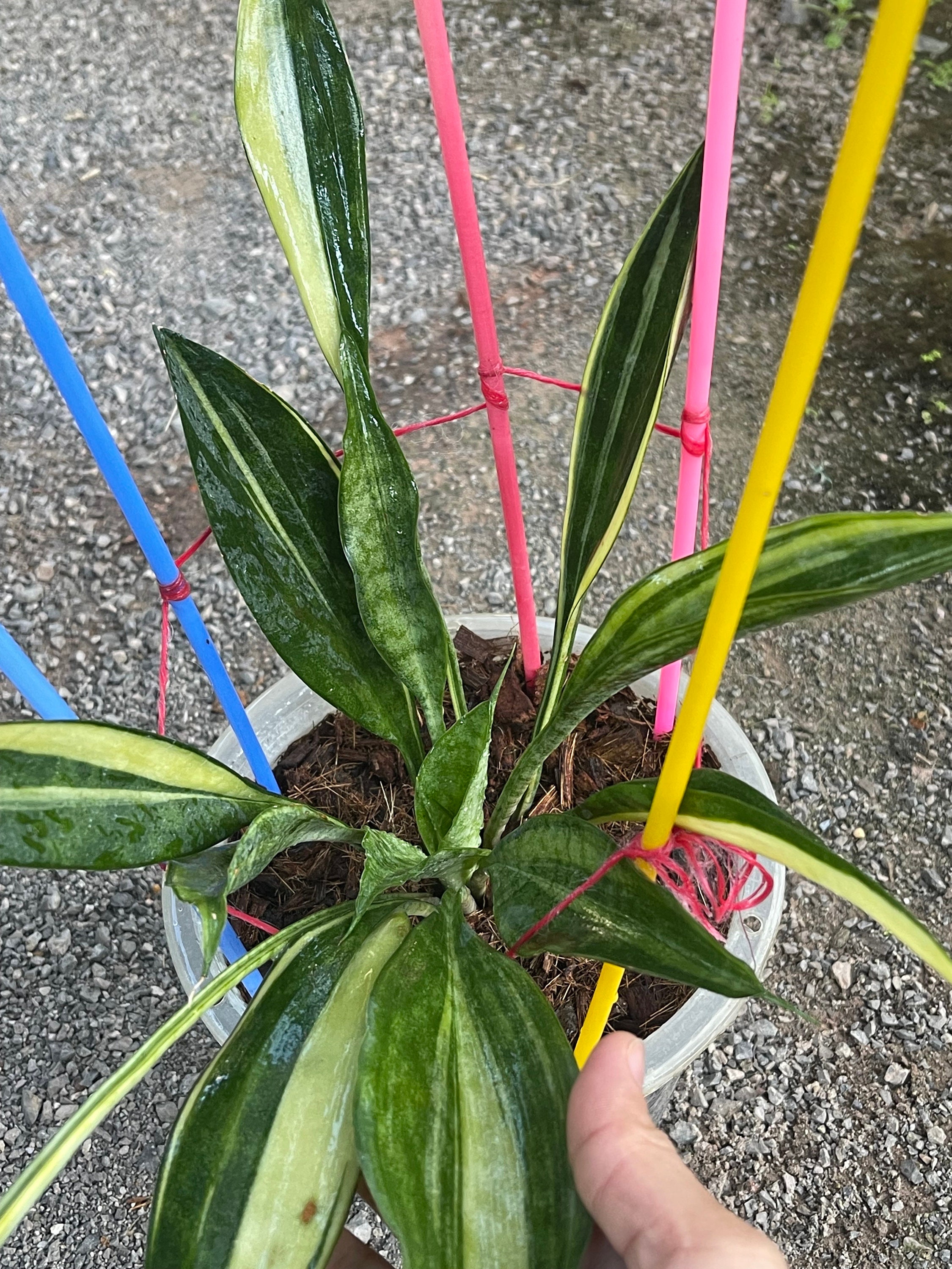 Very Rare Sansevieria Concinna Variegated (((((((spoon-leaf -snake